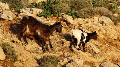 Two goats (caprae), one black-brown and one black-white, on a stony area, Gramvoussa peninsula,