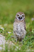 Burrowing Owl (Speotyto cunicularia), young bird in meadow yawns near nesting cave, Pembroke Pines,