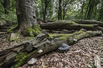 Deadwood with tinder fungus (Fomes fomentarius) in beech forest (Fagus sylvatica), Emsland, Lower