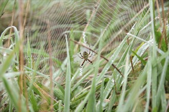 Wasp spider (Argiope bruennichi), female, insect, yellow, grass, Germany, The wasp spider has spun