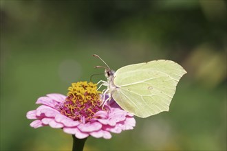 Lemon butterfly (Gonepteryx rhamni), butterfly, macro, zinnia, colour, The lemon butterfly sucks