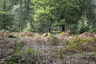 Mixed forest, Emsland, Lower Saxony, Germany, Europe