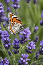 Butterfly resting on a blooming lavender plant, with its delicate wings fully spread and fine