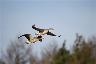 Greylag goose (Anser anser), pair in flight, subsidence area, Bottrop, Ruhr area, North