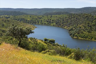 A river meanders through a green hilly landscape under a sunny sky, River Tiétar, Tietar, Monfragüe