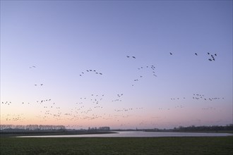 White-fronted goose (Anser albifrons), flock of geese taking off, from the roost, at sunrise,