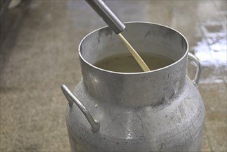 Filling milk Milk can