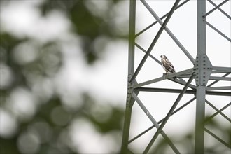 A steppe buzzard (Buteo buteo) perched on an iron structure (electricity pylon) in the open,