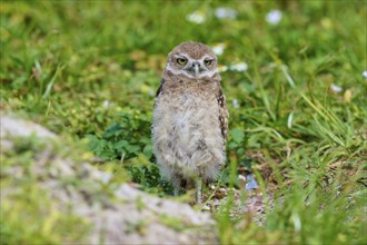 Burrowing Owl (Speotyto cunicularia), young bird in meadow near nesting cave, Pembroke Pines,