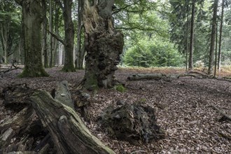 Deadwood with tinder fungus (Fomes fomentarius) in beech forest (Fagus sylvatica), Emsland, Lower