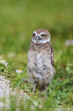 Burrowing Owl (Speotyto cunicularia), young bird in meadow near nesting cave, Pembroke Pines,