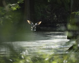 Mallard (Anas platyrhynchos) rises from water and flies, wings shine in backlight, many water drops