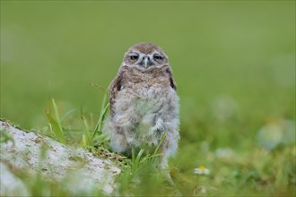 Burrowing Owl (Speotyto cunicularia), young bird in meadow near nesting cave, Pembroke Pines,