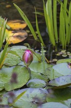 Bud of a water lily (Nymphaea), pink, red, Münsterland, North Rhine-Westphalia, Germany, Europe