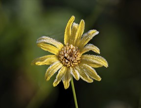 Yellow flower covered in frost in English garden