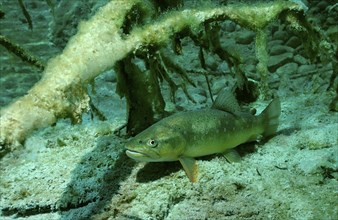 Arctic char, Salvelinus alpinus, Germany, Lake Badersee, Zugspitze, Europe