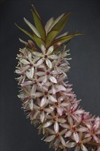 Eucomis flowers against black background