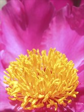 Pink and yellow peony