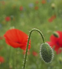 The flower bud of a red common poppy with flowers in a blurred meadow setting