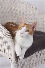 Domestic cat, lies in basket chair, Felis silvestris forma catus, Domestic-cats, lies in basket