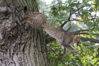 Cat jumping from a tree