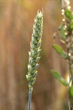 Unripe spike of wheat (lat. triticum)