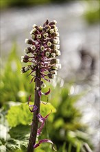 Blooming brook butterbur in the Selke valley Harz