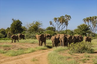 Herd elephants in the savannah of Samburu Park in central Kenya