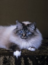 Holy Birman cat, female, 5 years, cat, soul-tabby-point