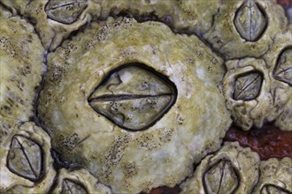 A large barnacle surrounded by several smaller ones are temporarily submerged