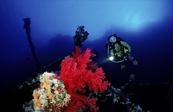 Diver on the Numibia shipwreck, Egypt, Africa, Red Sea, Africa