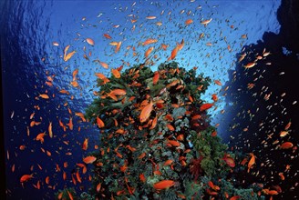 Hawksbill and coral reef, Pseudanthias squamipinnis, Egypt, Zabargad, Zabarghad, Red Sea, Africa