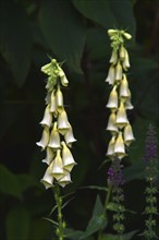 Yellow foxglove