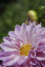 Pink dahlia flower and bud