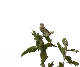 Migrant small bird Whinchat near Beachy Head at start of Autumn migration southward