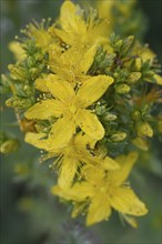 St John's wort (lat. Hypericum perforatum)