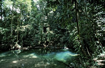 Freshwater spring in the rainforest, Borneo, Sarawak, Gunung Mulu NP, Malaysia, Asia