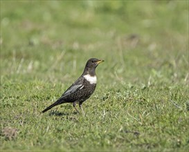 Passage migrant bird adult Ring Ouzel