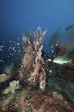 Healthy coral reef, Raja Ampat, West Papua, Indonesia, Asia