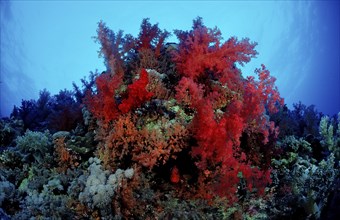 Coral reef, Egypt, Africa, Sinai, Ras Mohammed, Red Sea, Africa