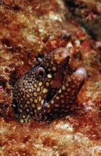 Leopard muraena, Muraena lentiginosa, Mexico, Lake Cortez, Lower California, La Paz, Central