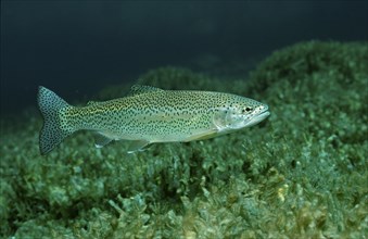 Rainbow trout, Oncorhynchus mykiss, Germany, Bavaria, Europe