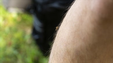 Photo of mosquito sits on the hand, pierces the skin and sucks human blood. Causes the disease