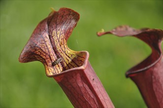 Purple sarracenia flower, carnivorous plant that traps insects and digests them