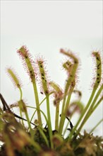 Sticky leaves on a sundew plant, carnivorous plant that traps insects and digests them!