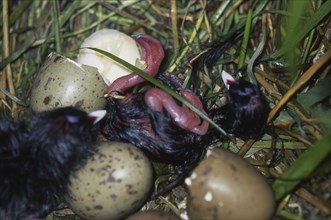 Eggs hatching in nest of the swamphen, Porphyrio porphyrio (Pukeko), West Coast, South Island, New