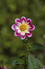 White-pink ruffled dahlia Olivia