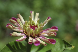 Closeup of pink zinnia flower unfolding