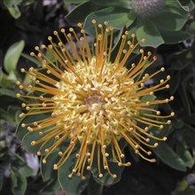 Yellow and orange protea from above