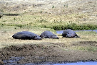 Three Hippo napping on the edge of a pond in a park in Tanzania